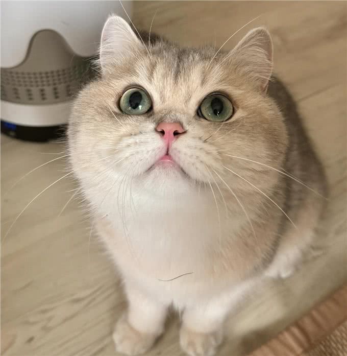 每日一猫探秘—英国短毛猫