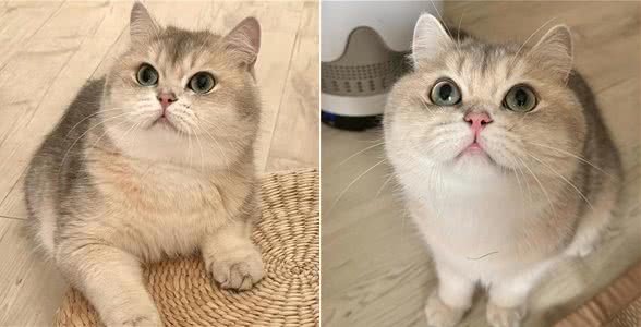 每日一猫探秘—英国短毛猫