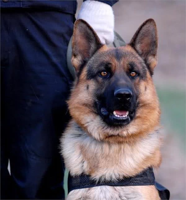 警犬都是哪些品种，我国自行培育的犬种你知道吗