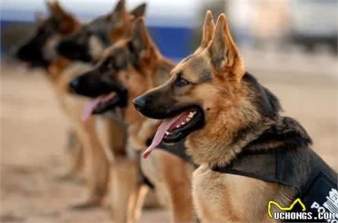 警犬都是哪些品种，我国自行培育的犬种你知道吗