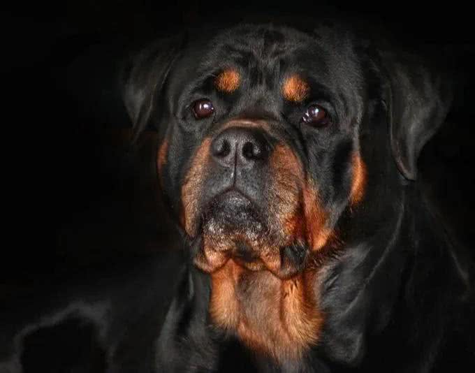 警犬都是哪些品种，我国自行培育的犬种你知道吗