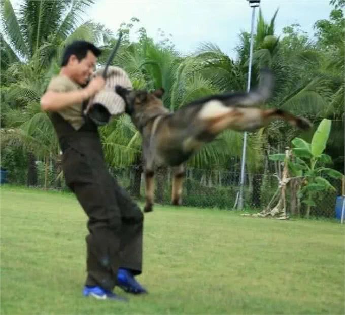 警犬都是哪些品种，我国自行培育的犬种你知道吗