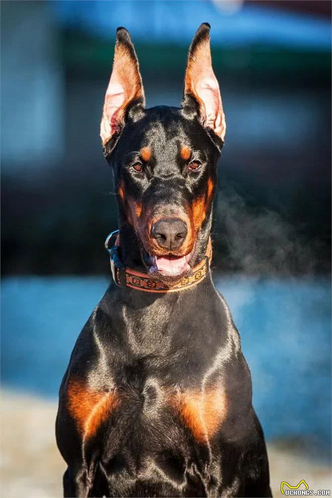 警犬都是哪些品种，我国自行培育的犬种你知道吗