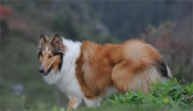 警犬都是哪些品种，我国自行培育的犬种你知道吗