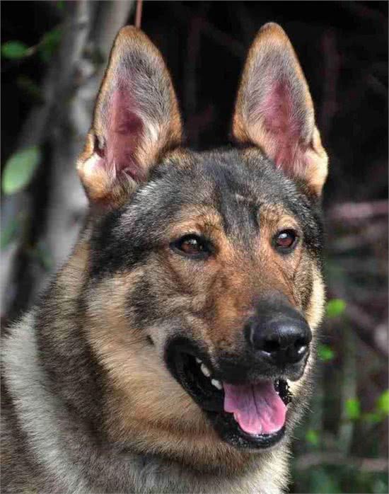 警犬都是哪些品种，我国自行培育的犬种你知道吗
