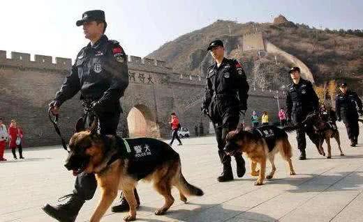 警犬都是哪些品种，我国自行培育的犬种你知道吗