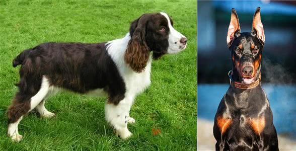 警犬都是哪些品种，我国自行培育的犬种你知道吗