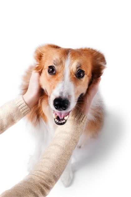 狗狗生病前的7大征兆，你get到了吗?