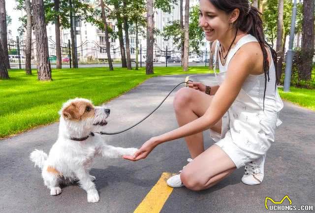 狗狗生病前的7大征兆，你get到了吗?
