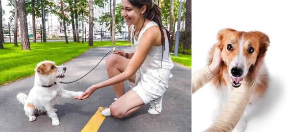 狗狗生病前的7大征兆，你get到了吗?