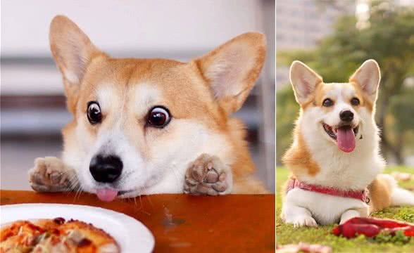 宠知识丨蜜桃臀，小短腿—威尔士柯基犬