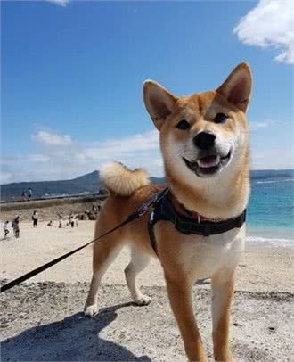 柴犬耍赖不肯回家，一天遛3小时还不够，主人都觉得自己快废了!