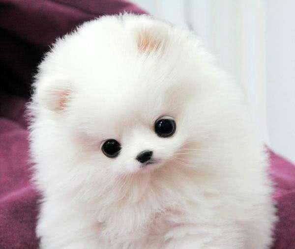 挑选博美犬必须注意这3个方面!