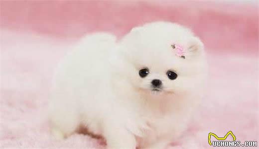 挑选博美犬必须注意这3个方面!