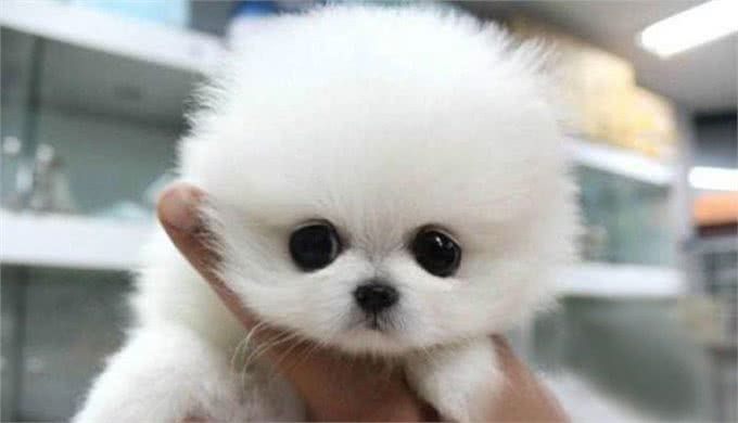 挑选博美犬必须注意这3个方面!
