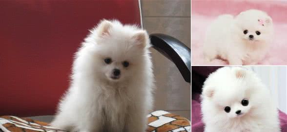 挑选博美犬必须注意这3个方面!