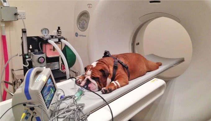 科学家们命名了比其他犬种更早患癌症的犬种