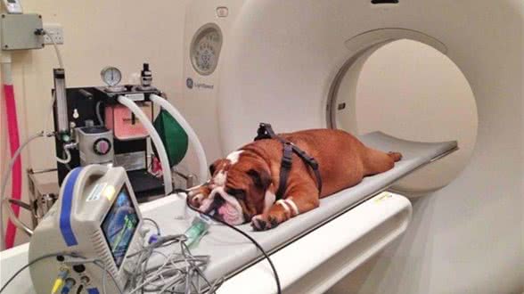 科学家们命名了比其他犬种更早患癌症的犬种