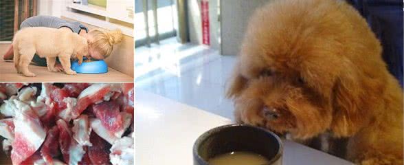 对狗狗来说容易引起过敏的4种食物，平时经常喂，主人可要留心了