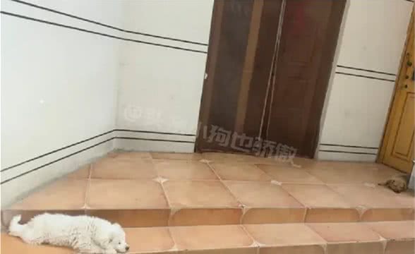 女主人只买了一根磨牙棒，小狗抢不到大狗，难过地抬头看向天空!