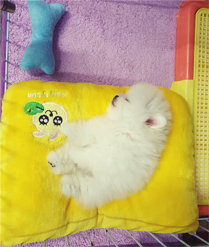 如果说萌即正义，那博美小奶狗一定是世界上最具正义感的宠物!