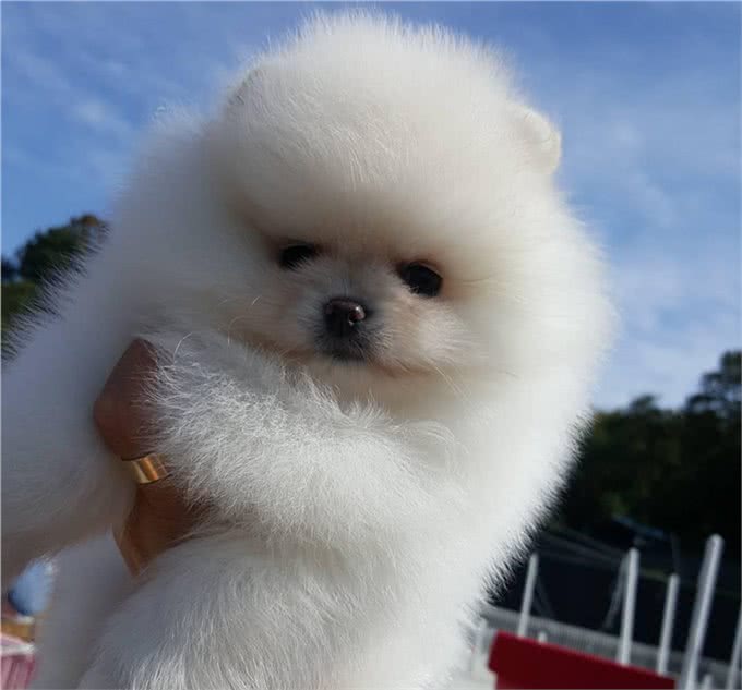 如果说萌即正义，那博美小奶狗一定是世界上最具正义感的宠物!