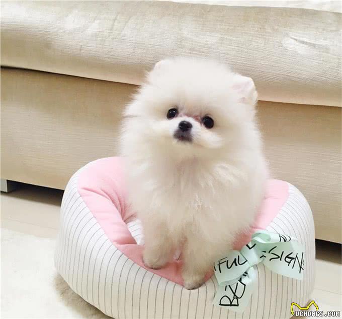 如果说萌即正义，那博美小奶狗一定是世界上最具正义感的宠物!