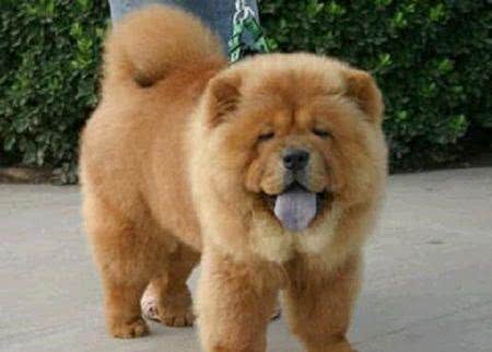 宠物犬是宠物店最大消费主力，为什么很多宠物店将松狮犬拒之门外