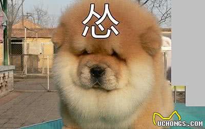 宠物犬是宠物店最大消费主力，为什么很多宠物店将松狮犬拒之门外