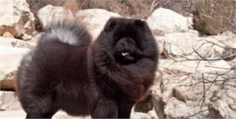 宠物犬是宠物店最大消费主力，为什么很多宠物店将松狮犬拒之门外