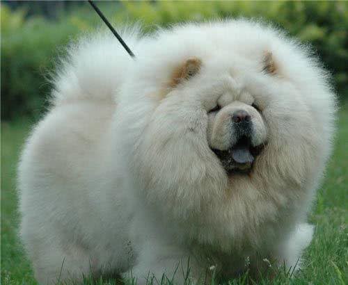 宠物犬是宠物店最大消费主力，为什么很多宠物店将松狮犬拒之门外