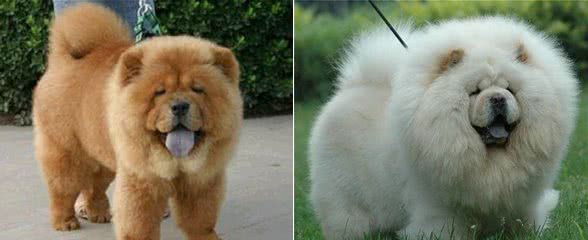 宠物犬是宠物店最大消费主力，为什么很多宠物店将松狮犬拒之门外