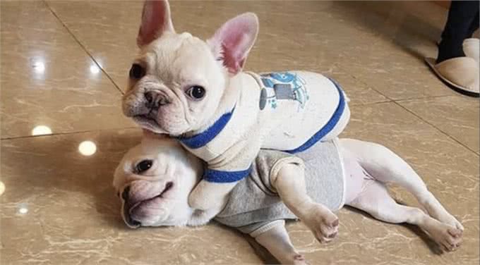 法国斗牛犬又贵又难养，为何喜欢的人那么多?