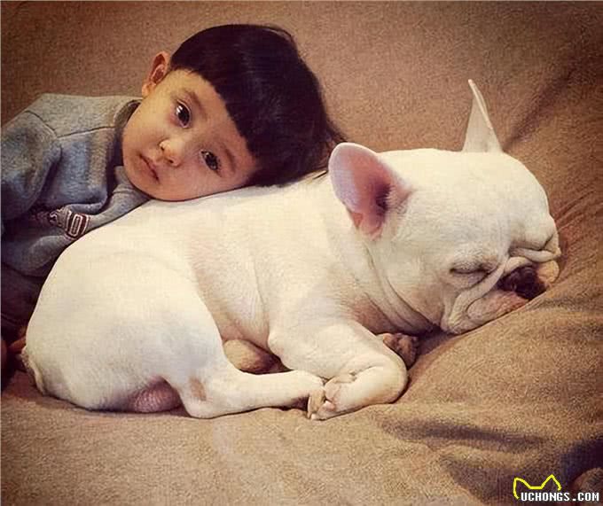 法国斗牛犬又贵又难养，为何喜欢的人那么多?