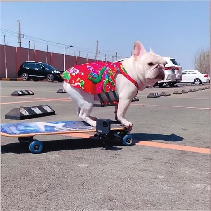 法国斗牛犬又贵又难养，为何喜欢的人那么多?