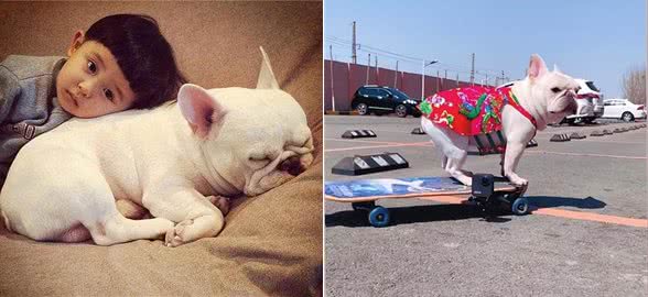 法国斗牛犬又贵又难养，为何喜欢的人那么多?