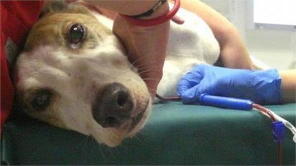 狗狗剖腹产和绝育可同时做吗?安全才是王道，有些钱真不能省