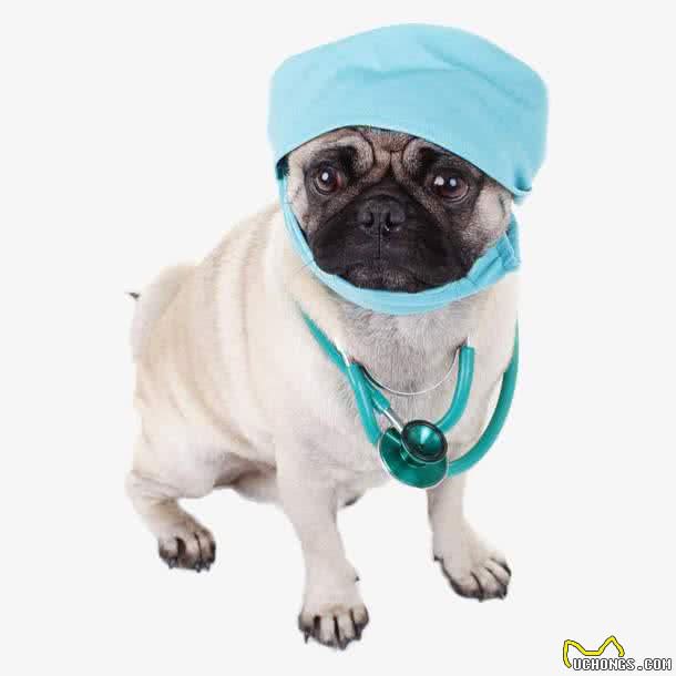 狗狗剖腹产和绝育可同时做吗?安全才是王道，有些钱真不能省