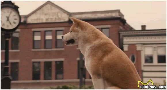 中华田园犬差点濒危，日本柴犬身价却达16万，为何相差如此巨大?