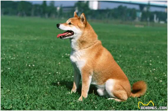 中华田园犬差点濒危，日本柴犬身价却达16万，为何相差如此巨大?
