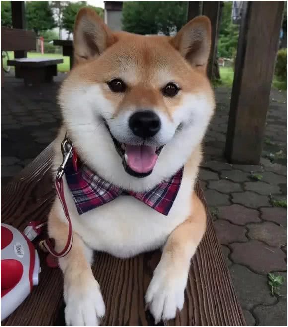 中华田园犬差点濒危，日本柴犬身价却达16万，为何相差如此巨大?