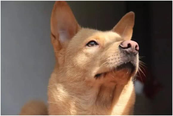 中华田园犬差点濒危，日本柴犬身价却达16万，为何相差如此巨大?