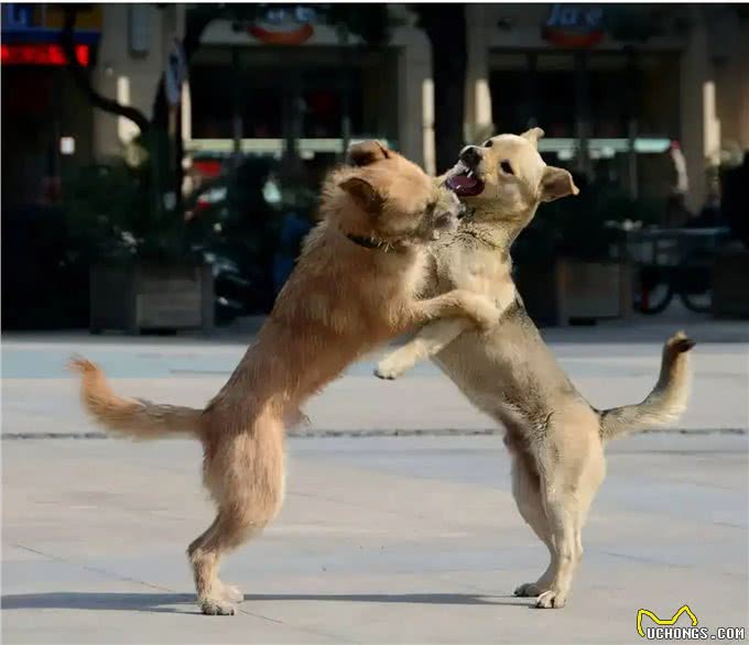 中华田园犬差点濒危，日本柴犬身价却达16万，为何相差如此巨大?