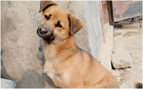 中华田园犬差点濒危，日本柴犬身价却达16万，为何相差如此巨大?