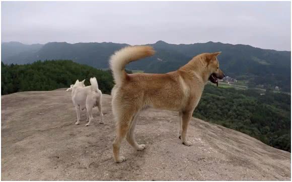 中华田园犬差点濒危，日本柴犬身价却达16万，为何相差如此巨大?