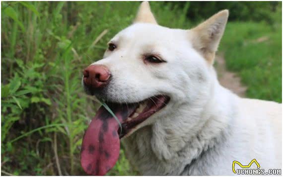 中华田园犬差点濒危，日本柴犬身价却达16万，为何相差如此巨大?