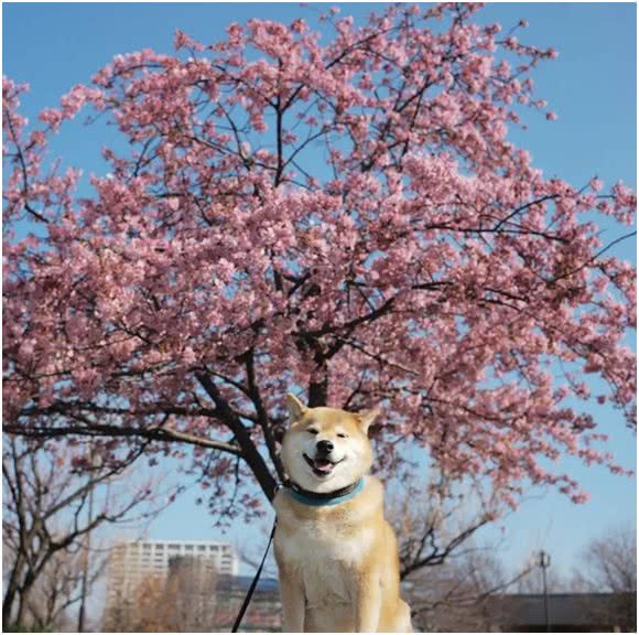 中华田园犬差点濒危，日本柴犬身价却达16万，为何相差如此巨大?