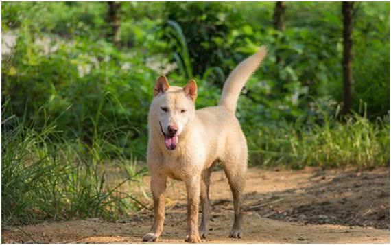 中华田园犬差点濒危，日本柴犬身价却达16万，为何相差如此巨大?