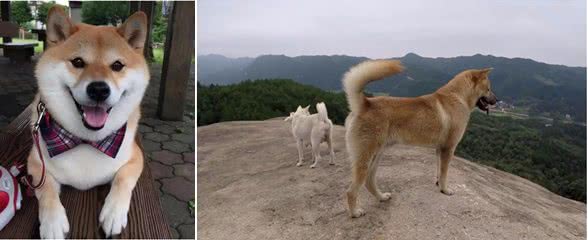 中华田园犬差点濒危，日本柴犬身价却达16万，为何相差如此巨大?