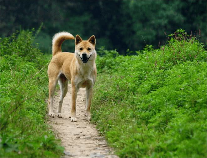 中国不仅仅只有中华田园犬，最后一个你可能听过但绝对没见过